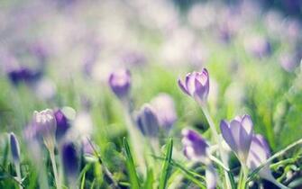 Spring Lilac Wallpaper Tags Crocuses