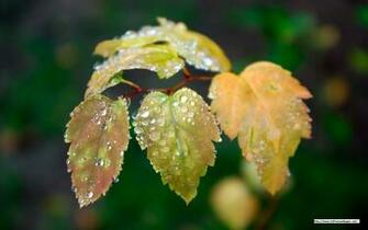 Beautiful Nature HD Wallpaper Collection