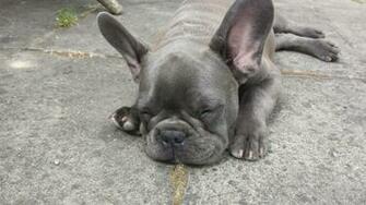 Blue French Bulldogs Wide Wallpaper Dogbreedswallpaper