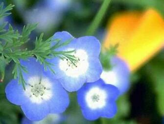 Flowers Flower Huge Collection Of Amazing High Resolution Wallpaper