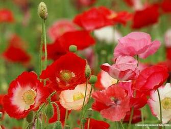 Poppies And Poppy Field Wallcoo
