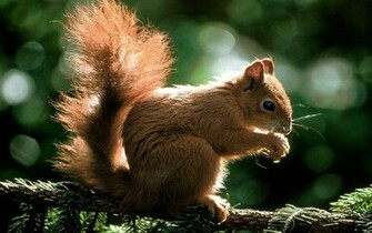 Animals Widescreen Wallpaper