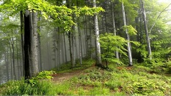 Morning Seen Of Green Forest Wallpaper