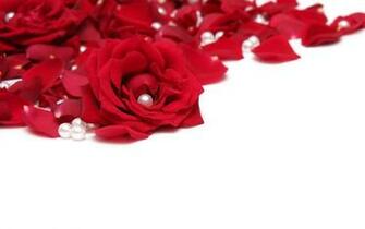 Beautiful Roses HD Wallpaper Elsoar