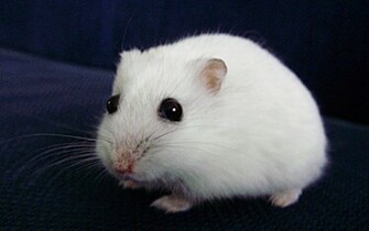Hamsters Achtergronden Dieren HD Hamster Wallpaper Foto Jpg