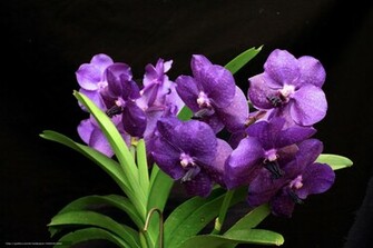 Orchids Purple Flowers