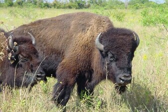 Bison Wallpaper