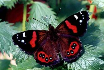 Red Butterfly Wallpaper