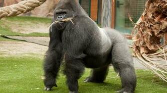 Wallpaper Gorilla Monkey Primate Male Animals