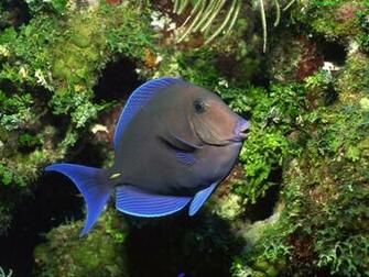 Beautiful Wallpaper Fish