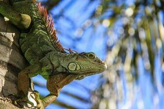 Iguana Wallpaper X Net