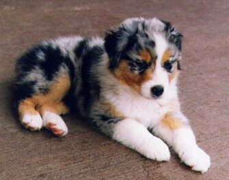 Australian Shepherd Pictures Gallery Picture