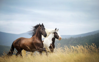 Wild Horse Wallpaper