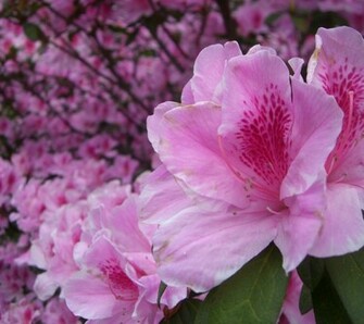 Flowers For Flower Lovers Beautiful HD Wallpaper