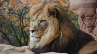 Wild Lion 4k HD Wallpaper Image Photos