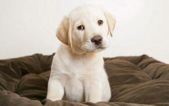 Golden Retriever Background