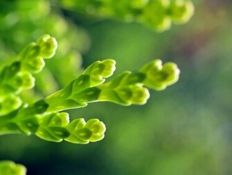 Green Seductive Wallpaper Plant Desktop Background