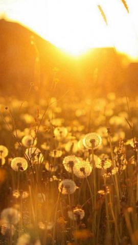 Dandelion iPhone HD Wallpaper