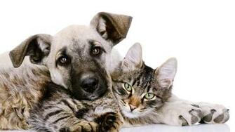Cats And Dogs Wallpaper