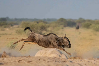 Wildebeest Leapingin Savannah Wallpaper