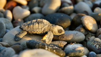 Baby Turtle Wallpaper