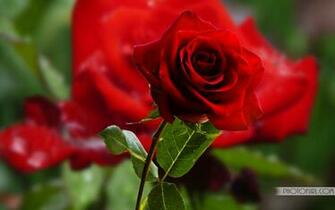 Beautiful Rose Flowers Wallpaper