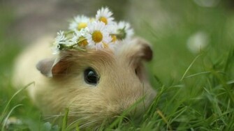 Hamster Wallpaper Widescreen Cool Walldiskpaper