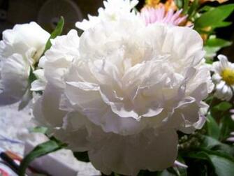White Peony Flower Wallpaper Poofy