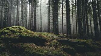 Bushcraft Survival In The Wilderness
