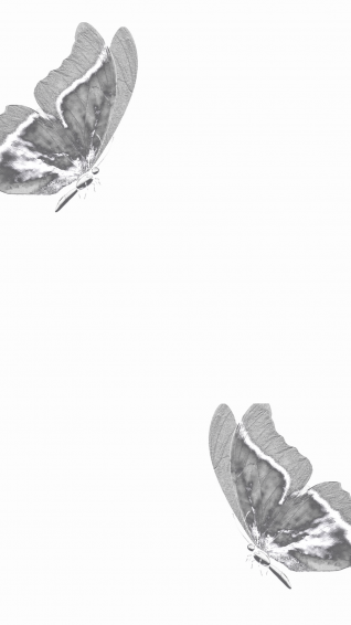 Butterfly Wallpaper For iPhone