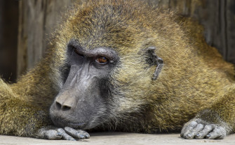 Baboon HD Wallpaper And
