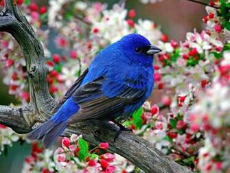 Funny Pictures Wallpaper Collections Exotic Birds