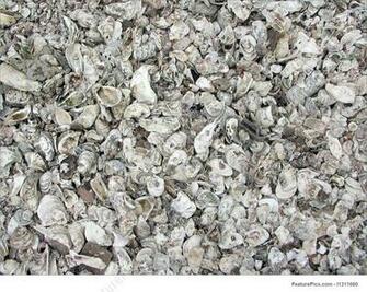 Oyster Shells Background