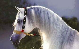Arabian Horse Background Wallpaper HD