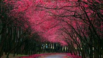 Wallpaper Park Mall Cherry Blossom Spring Large