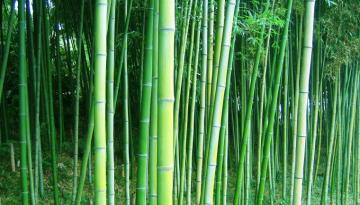 Bamboo Forest Trees Wallpaper HD Desktop And Mobile Background