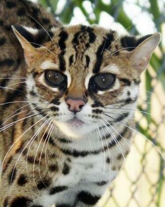 Breeds Of Cats Types Wallpaper