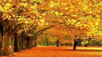 Tree Line Autumn Yellow Leaves Wallpaper Baltana