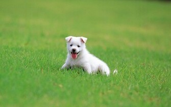 Pretty Dog Wallpaper Dogs
