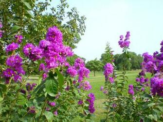 Mauve Flowers And Blue Sky Wallpaper