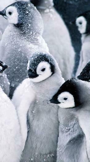 Frozen Penguins iPhone Wallpaper