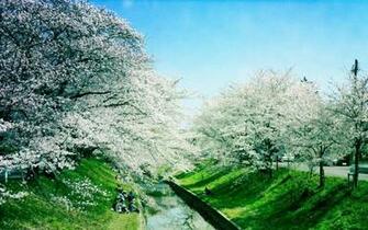 Iga River Spring Wallpaper Wallpaper55 Best