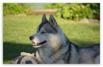 Wallpaper Black Pictures Background Husky