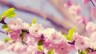Story Red Flowers Wallpaper Previous Pitbull Dog