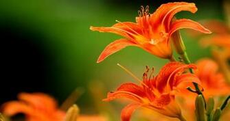 Tiger Lily Flower Wallpaper Full HD Pink Water White