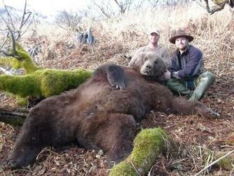 Kodiak Bear Desktop Wallpaper AnimalplanetHD