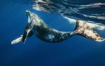 Blue Whale Photos World