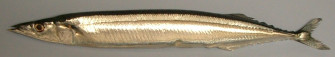Pacific Saury Photos And Wallpaper