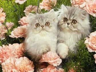 Kittens Among Flowers Wallpaper HD