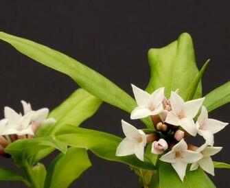 Daphne Seidelbast Plant Portraits Of Species Background